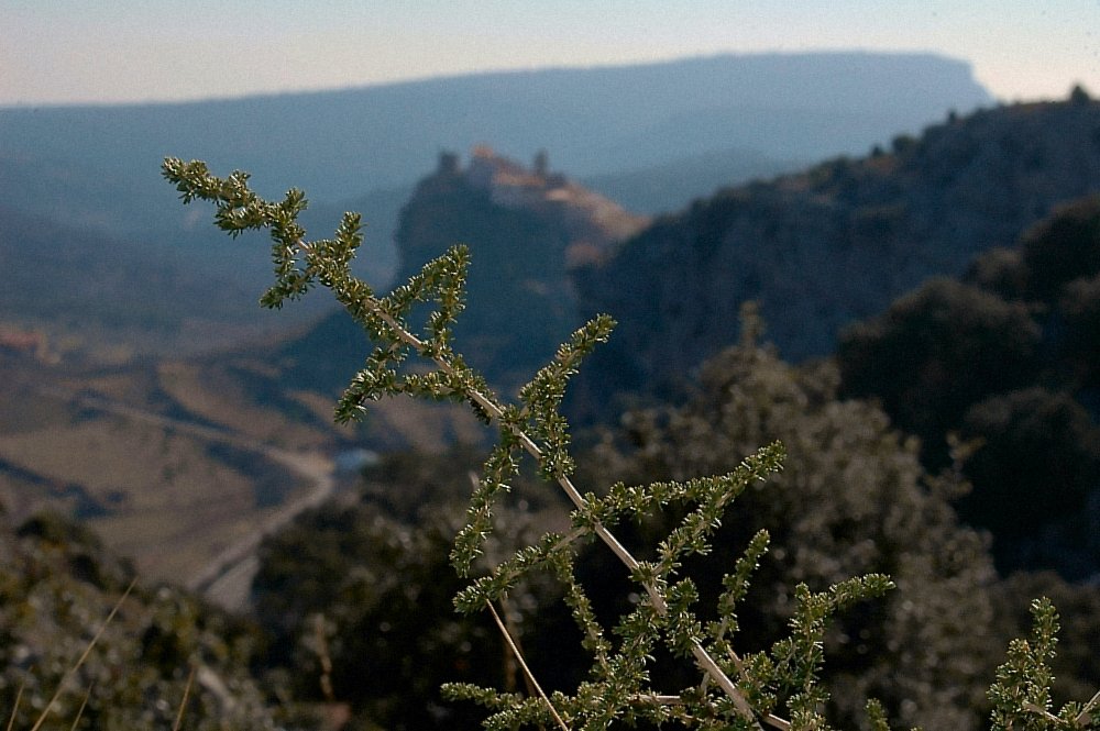 Asparagus acutifolius / Asparago pungente